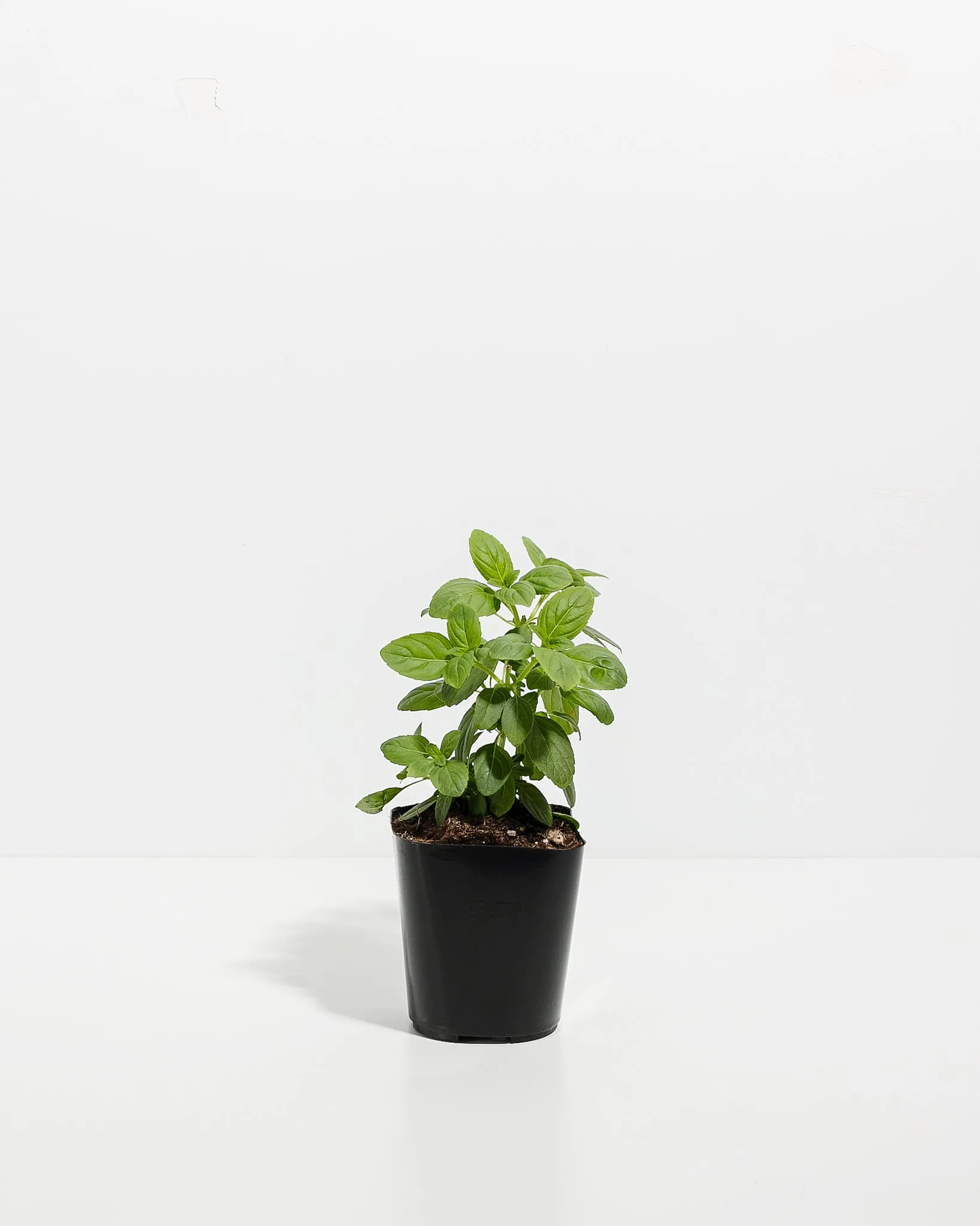 African Blue Basil