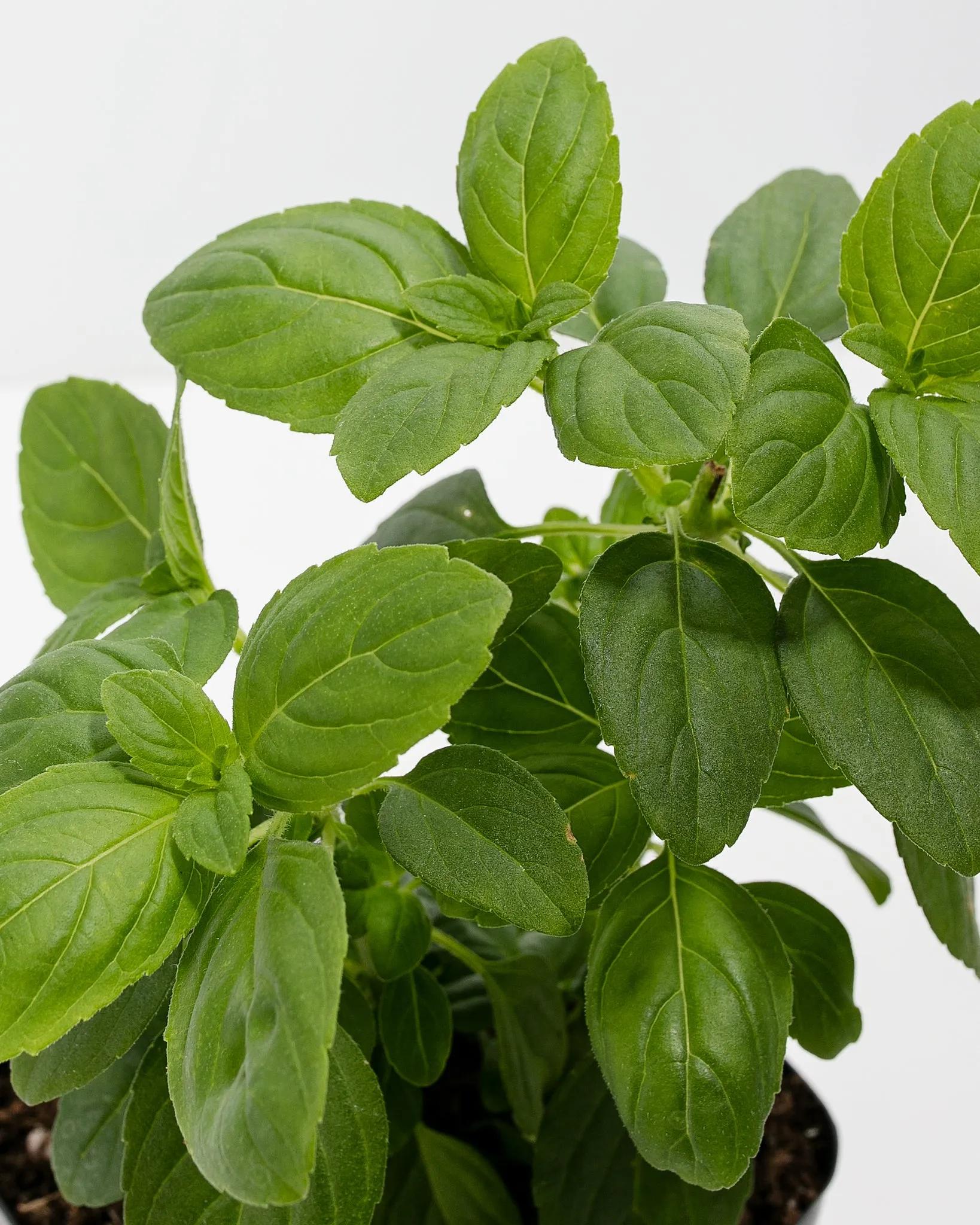 African Blue Basil