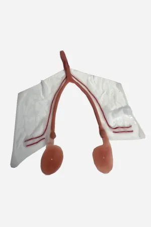 Canine Spay Model - Uteri