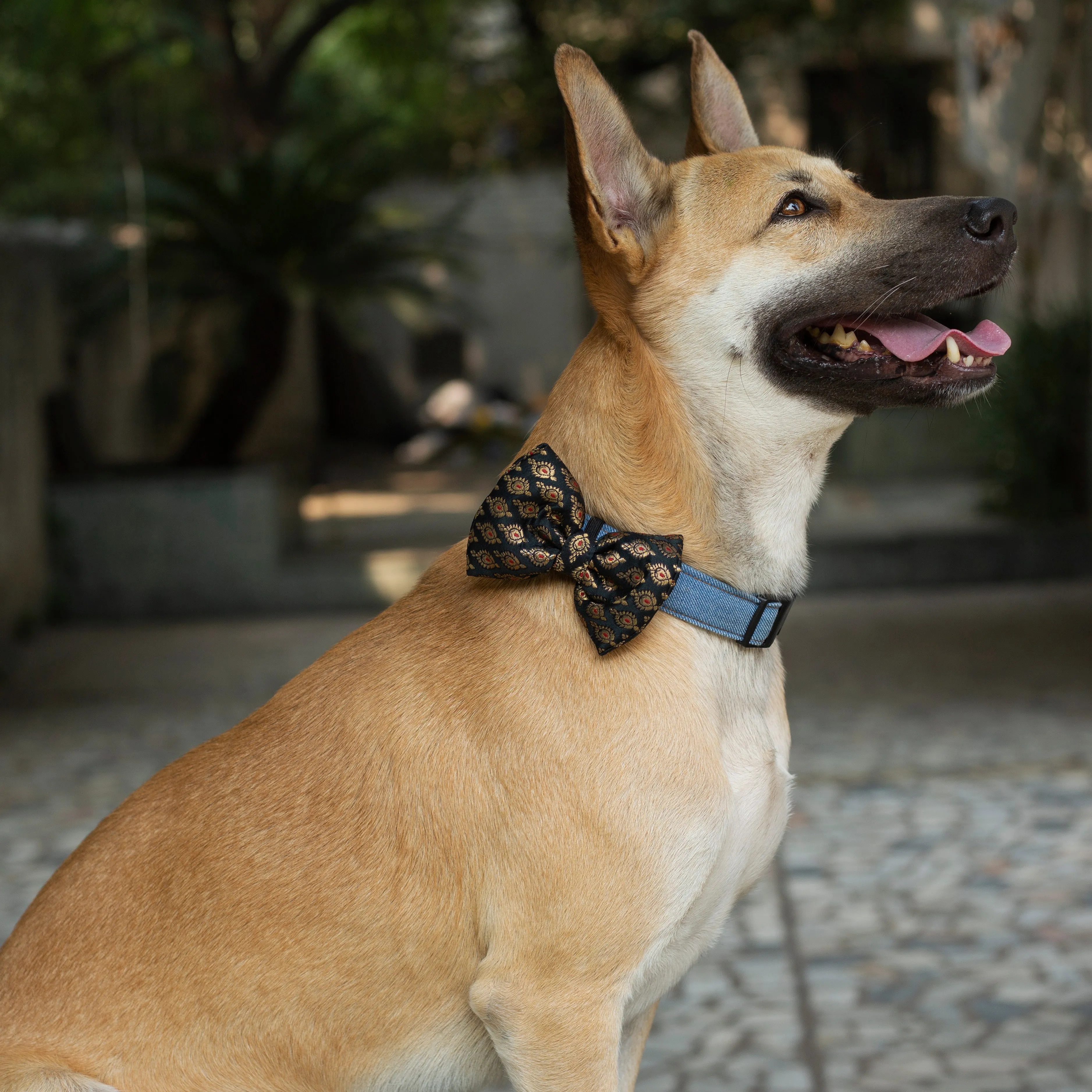Festive Bow - Black