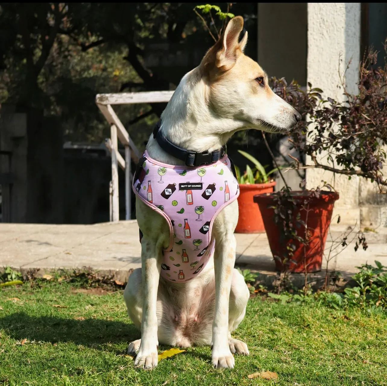 Gin & Tonic Harness