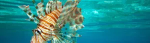 SDI Underwater Hunter / Collector Diver Course