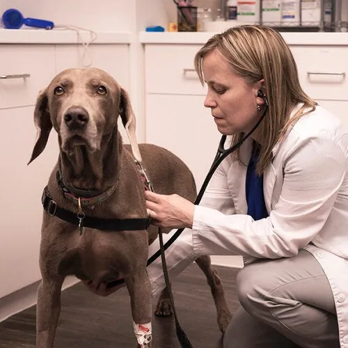 Senior Pet Care Course By Dr. Lawren