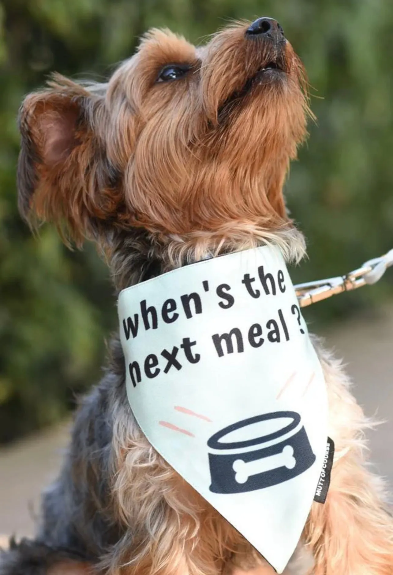 When's the Next Meal Bandana